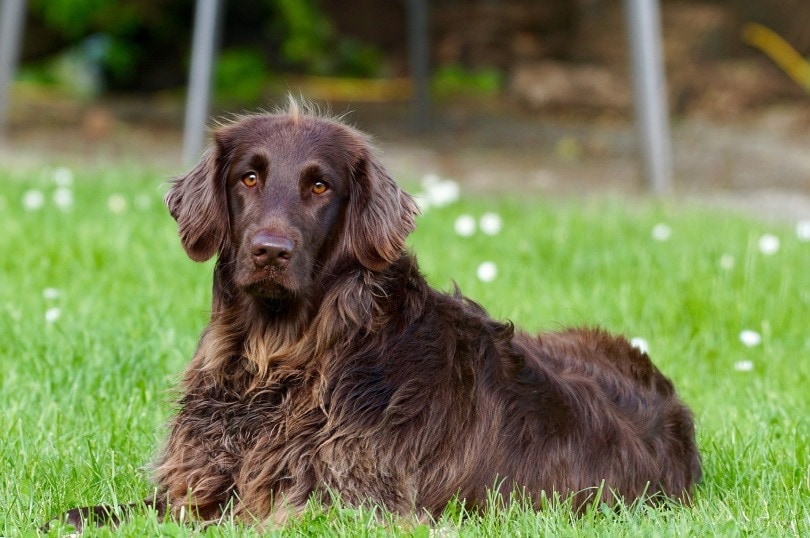 German Longhaired Pointer: Breed Guide, Info, Pictures, Care & More! | Pet  Keen