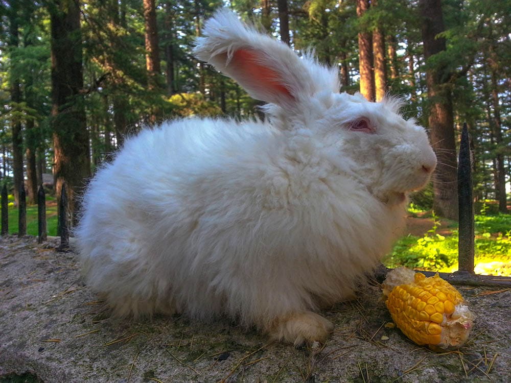giant angora rabbit in the woods eating corn