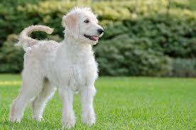 Goldendoodle Endearing And Affectionate Pet Keen