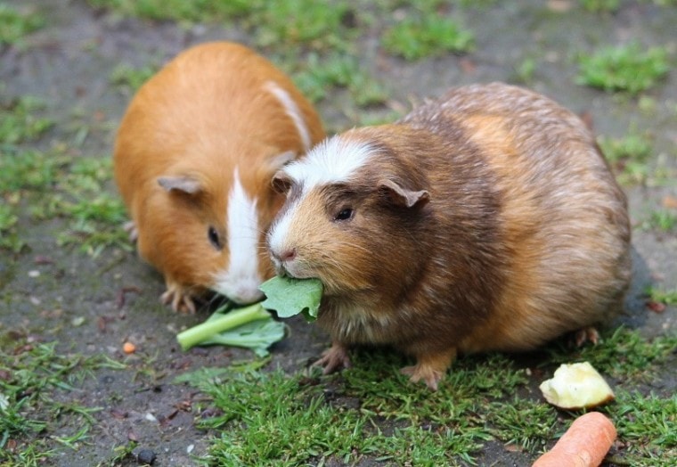 guinea pig_Frauke Feind_Pixabay what vegetable can guinea pigs eat
