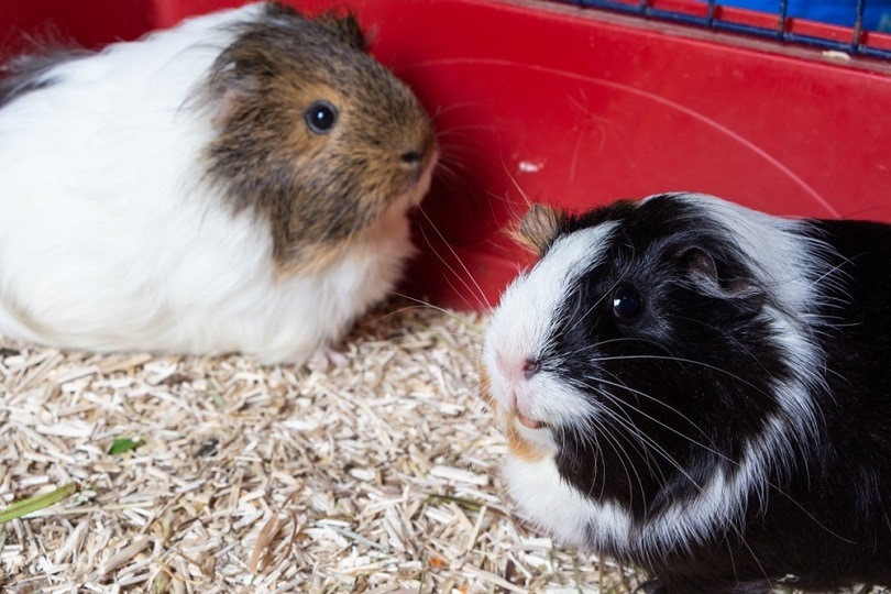 guinea pigs in a cage_aurelie le moigne_shutterstock