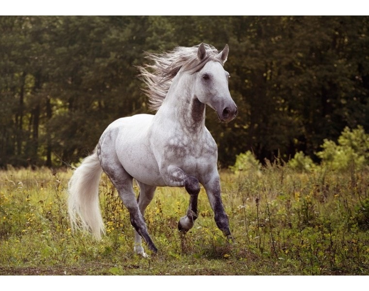 horse featured,Alla-Berlezova, Shutterstock