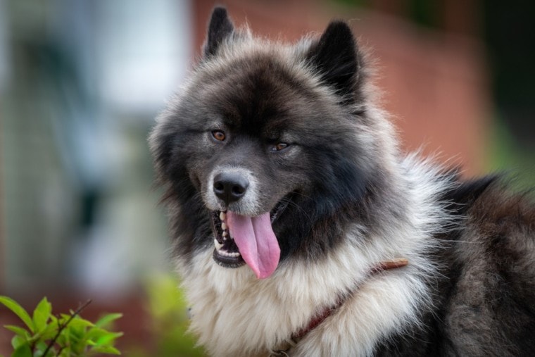 husky-and-a-chow-chow_Dolores-M-Harvey_shutterstock