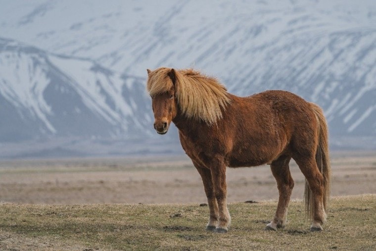 icelandic horse side view