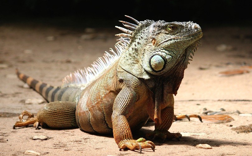 iguana close up