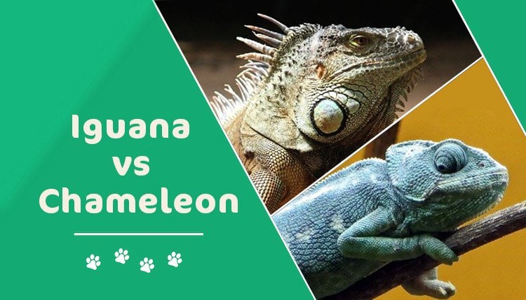 Iguana Vs Chameleon