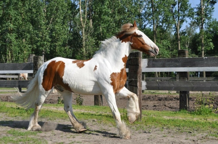 irish cob horse
