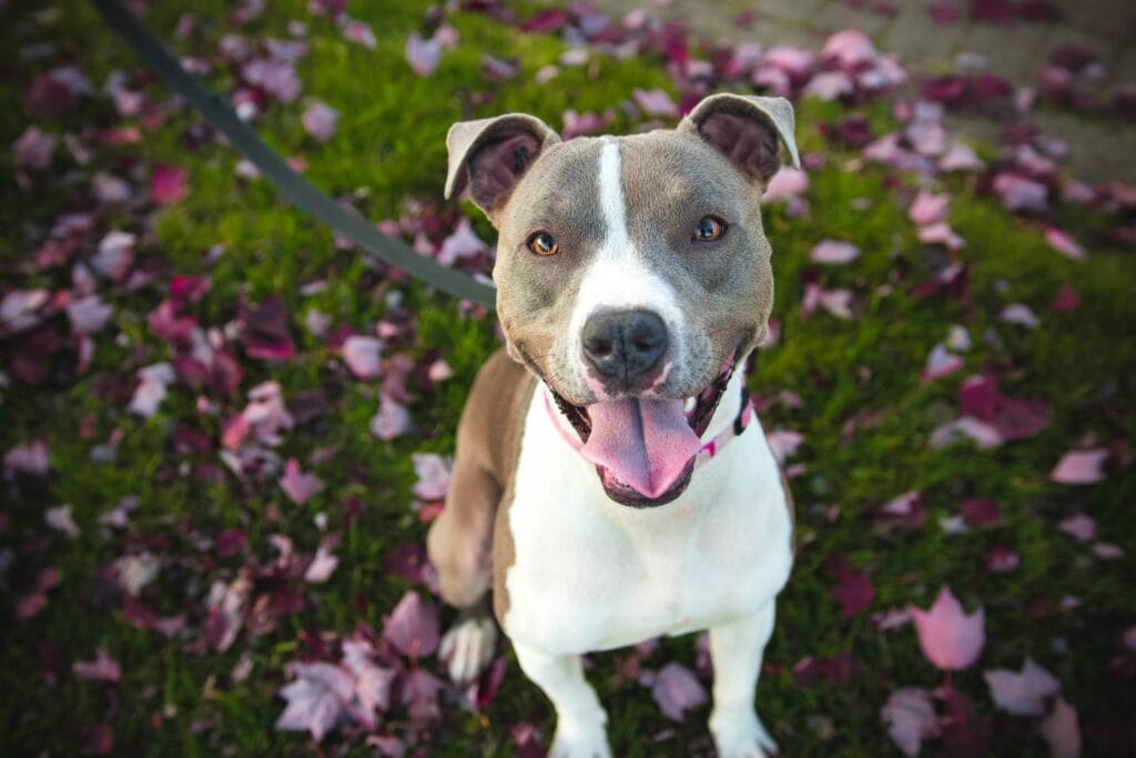 American Pitbull Terrier with flowers