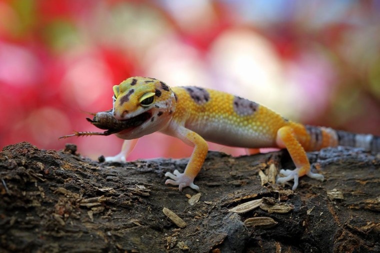 leopard gecko eating_Kurit afshen_Shutterstock