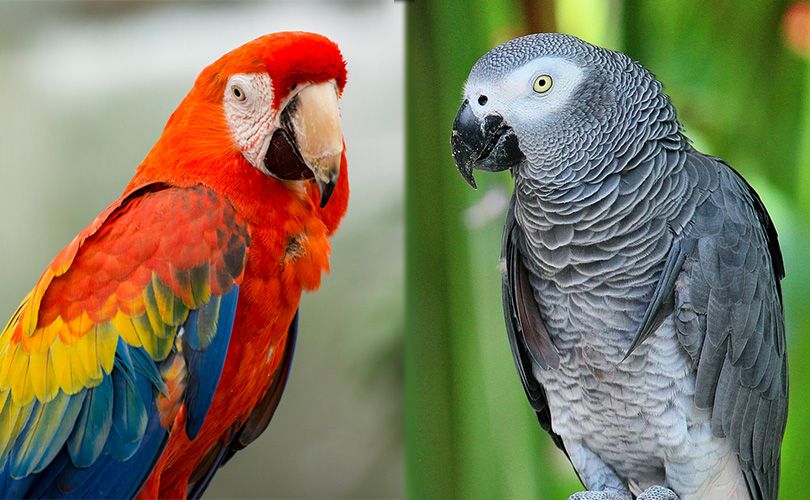 mobirise versus macaw