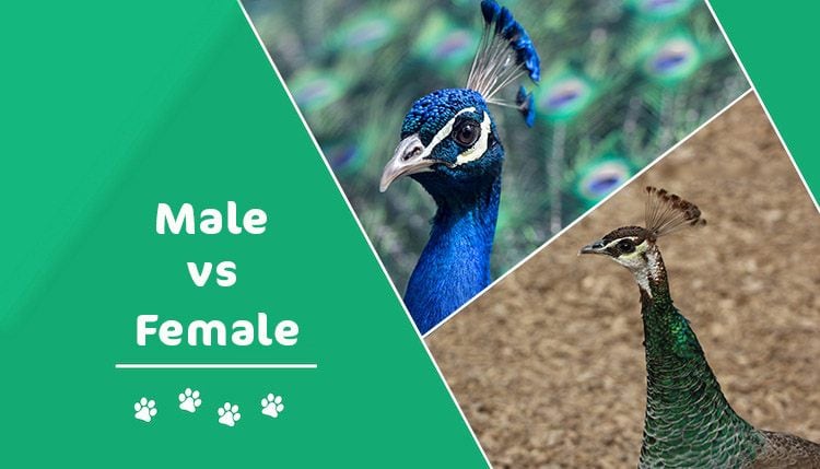 male vs female peacock