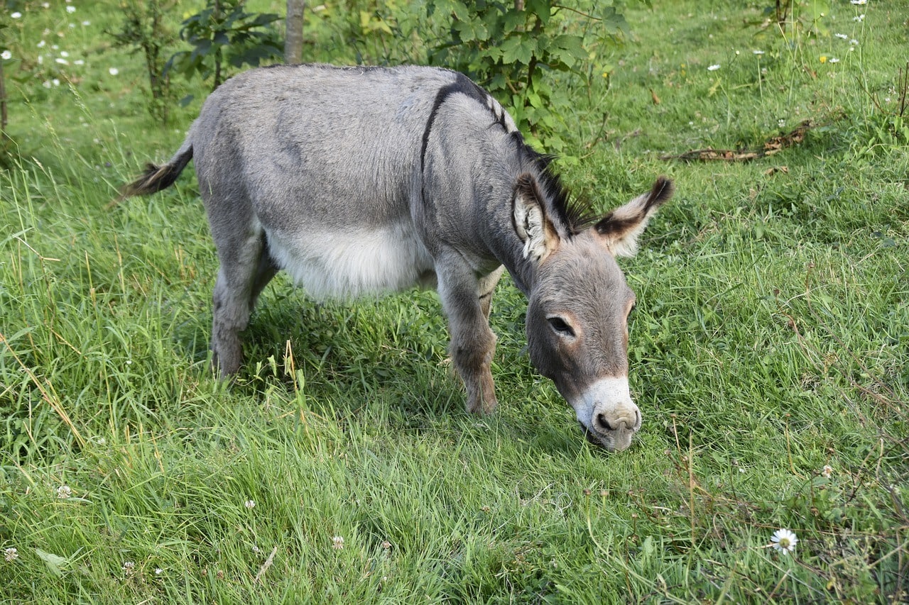 miniature donkey.
