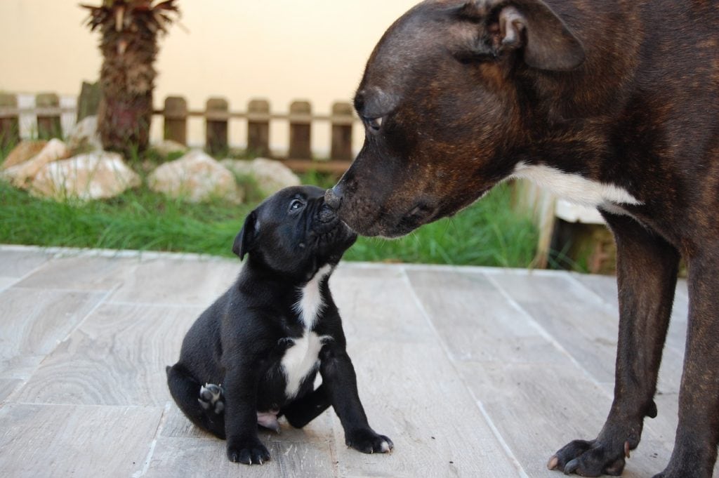mother-and-puppy-staffy-1024x681
