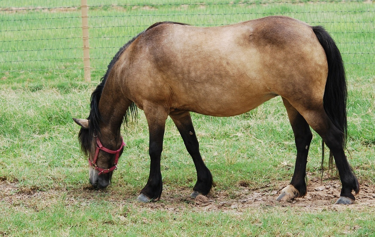 mule horse