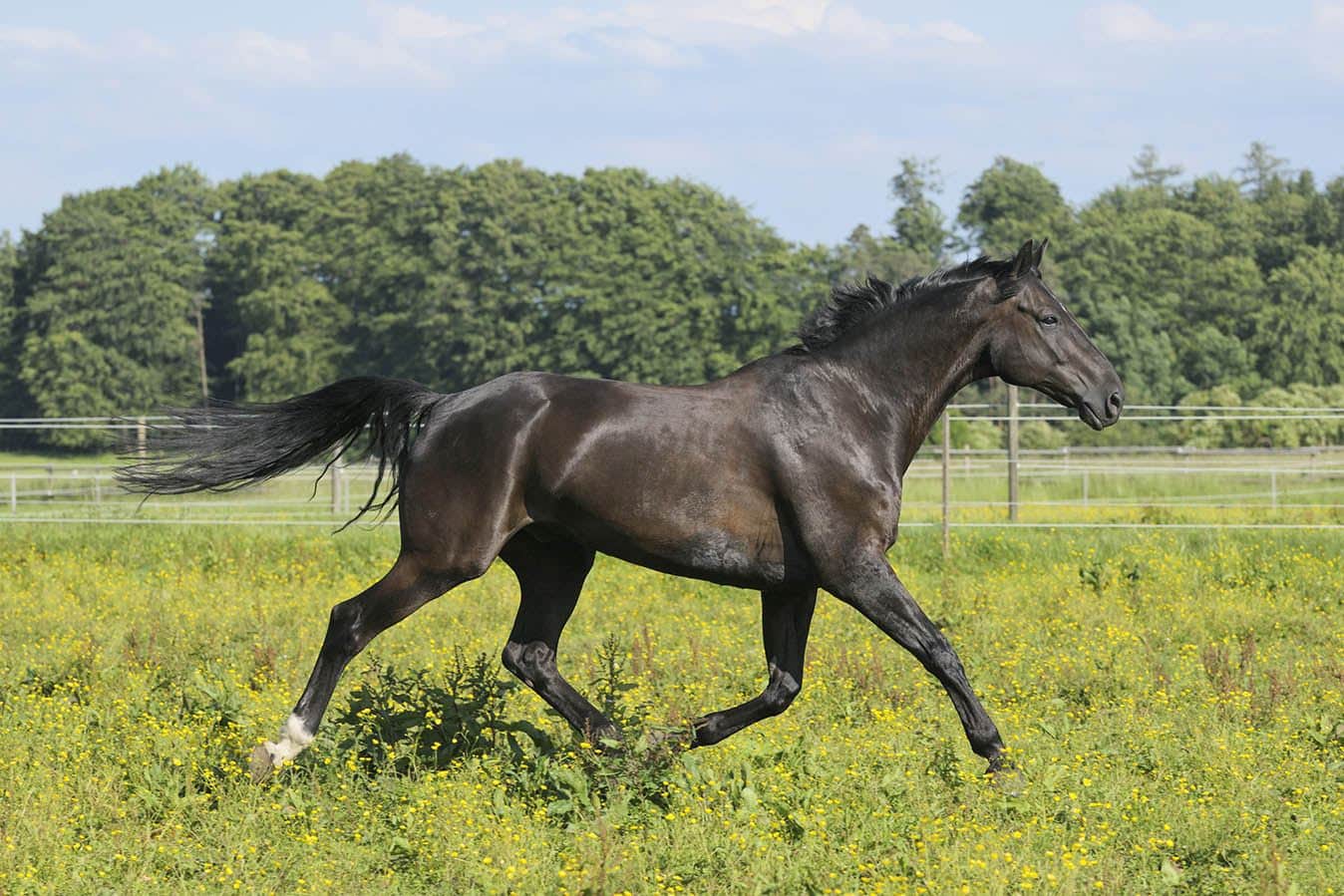 Oldenburg horse