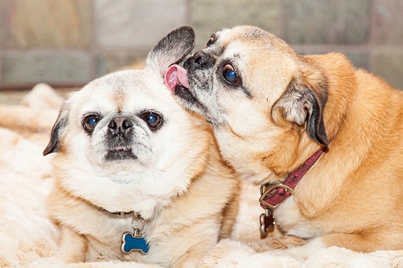 Why Dogs Lick Each Other’s Ears - 6 Reasons for This Behavior | Pet Keen