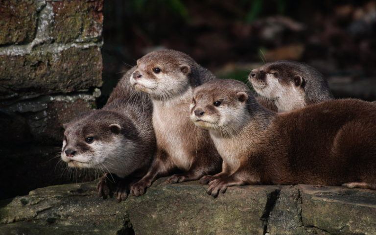 Do Otters Make Good Pets? What You Need To Know! | Pet Keen