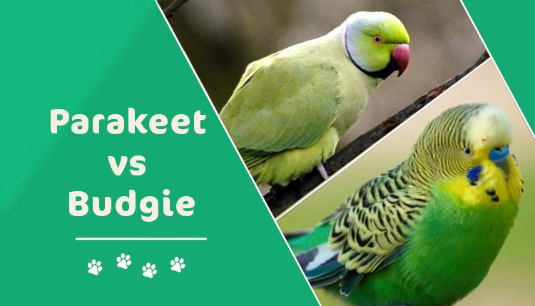 English Budgies vs Parakeets: Which One Makes a Better Pet? - Bird Content