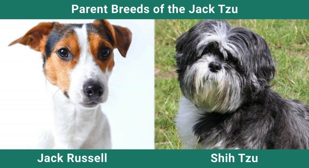 At bidrage slump Diskriminering af køn Jack Tzu (Jack Russell Terrier & Shih Tzu Mix): Pictures, Guide, Info, &  Care! | Pet Keen