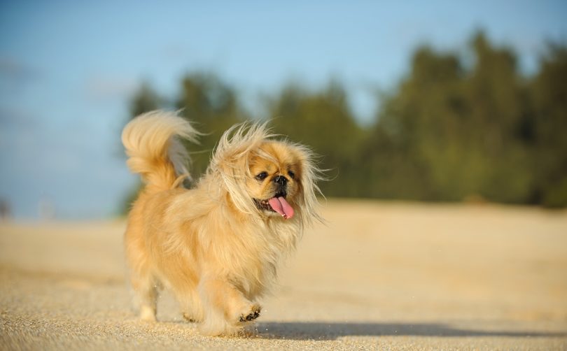 pekingese walking_everydoghasastory, Shutterstock