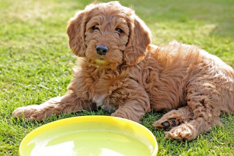 petite Labradoodle puppy on grass