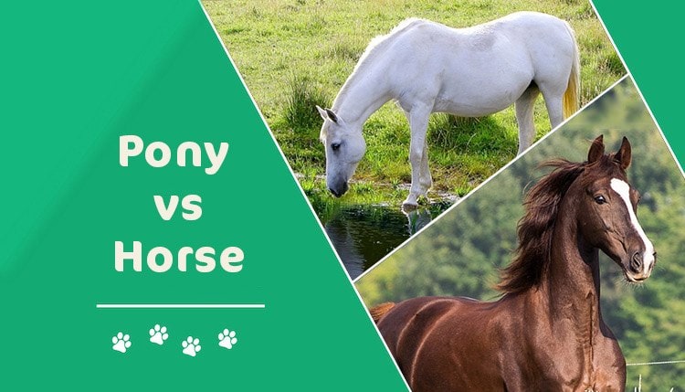 pony vs horse