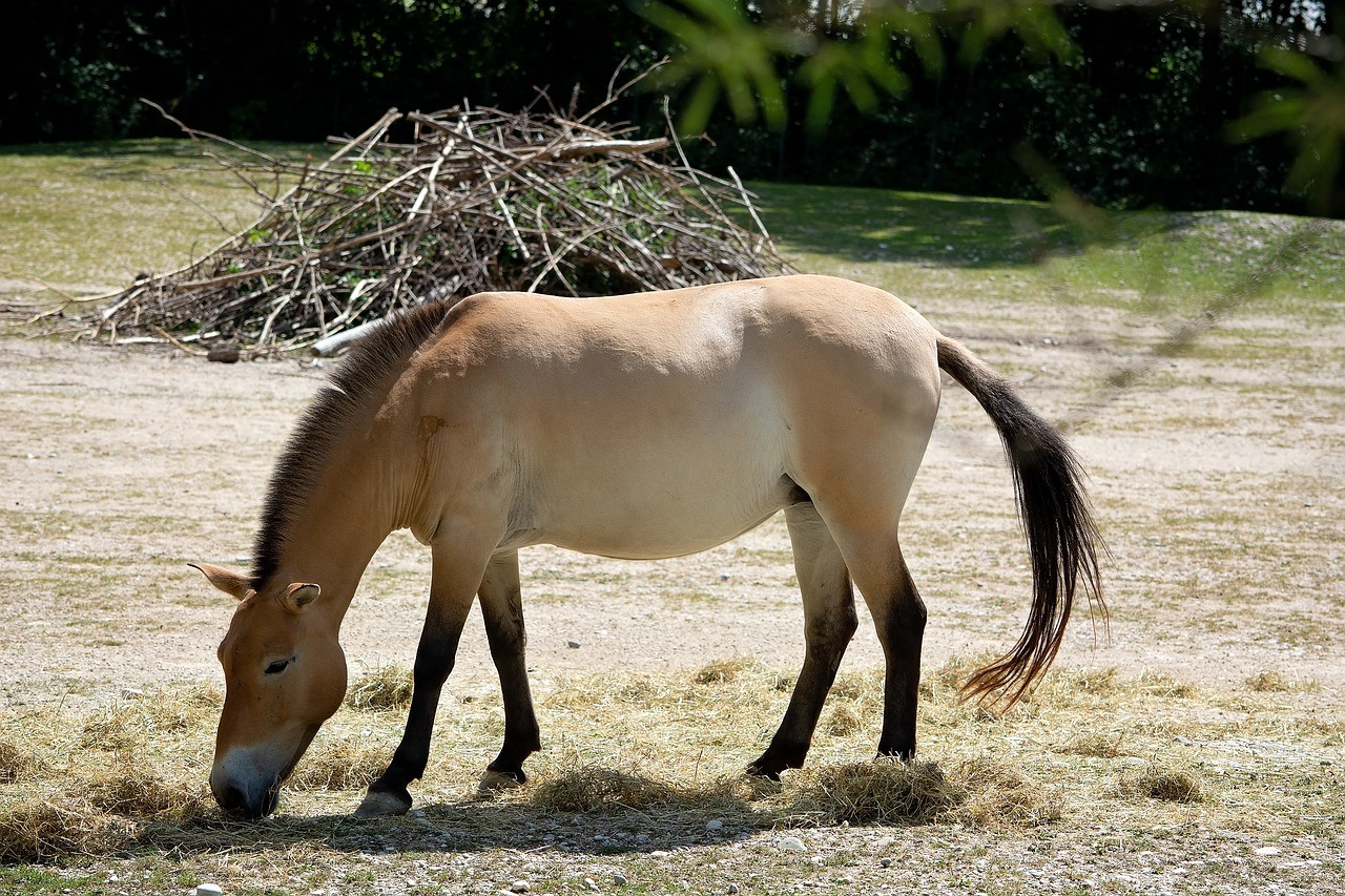 Лошадь Пржевальского вымерла