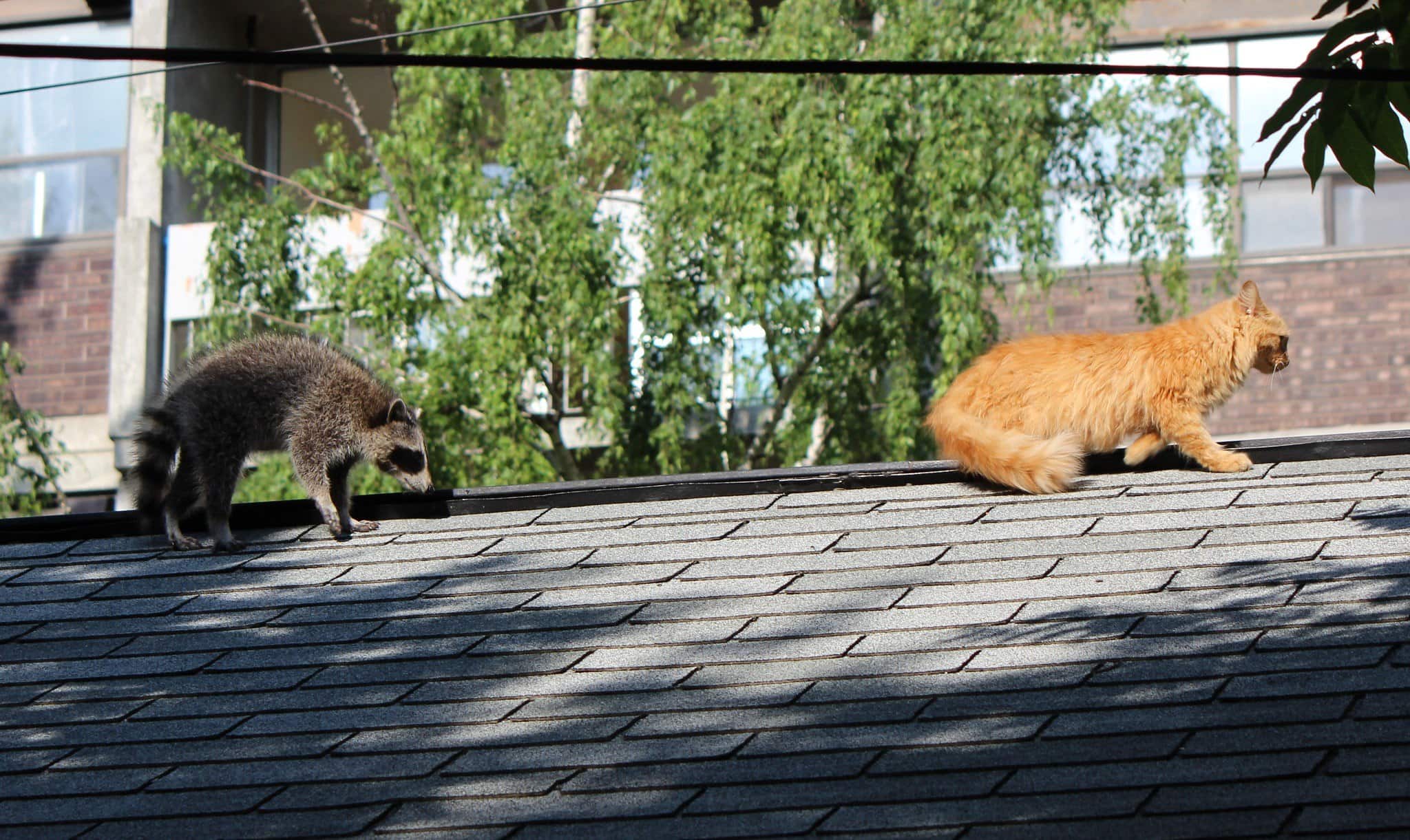 raccoon and cat on the roof