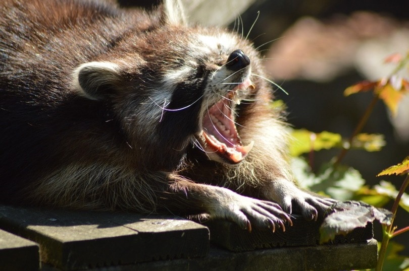 raccoon teeth