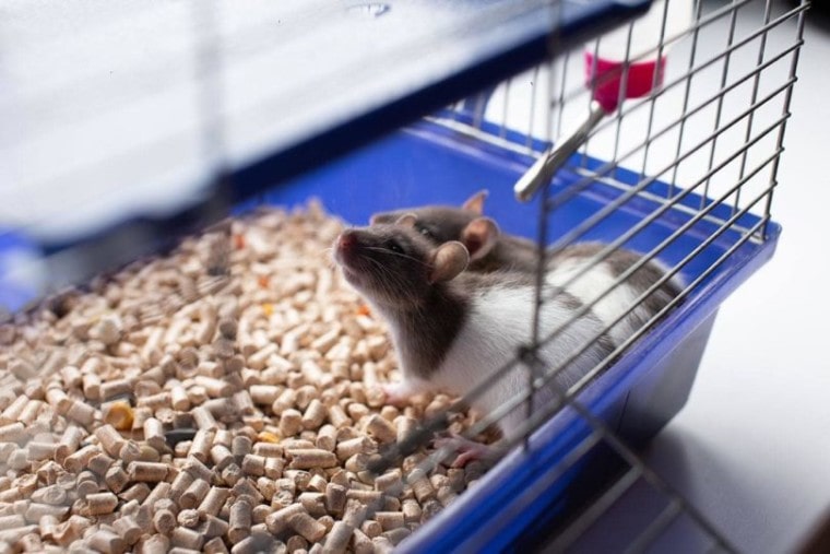 rats cage_Alena Sharuk, Shutterstock