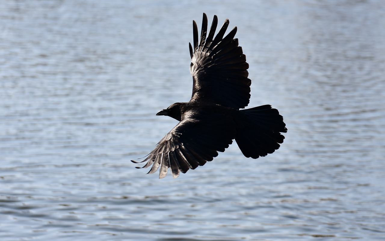 raven flying