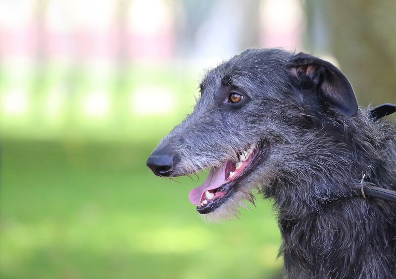 American Staghound Dog Breed: Info, Care Guide & | Pet Keen