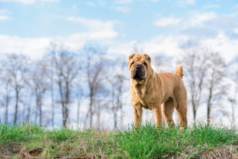 shar pei dog standing in the grass