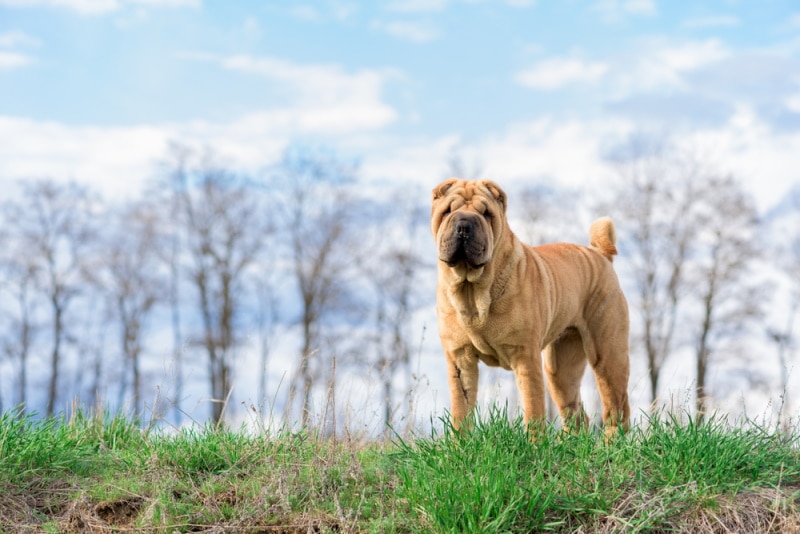 shar pei dog standing in the grass