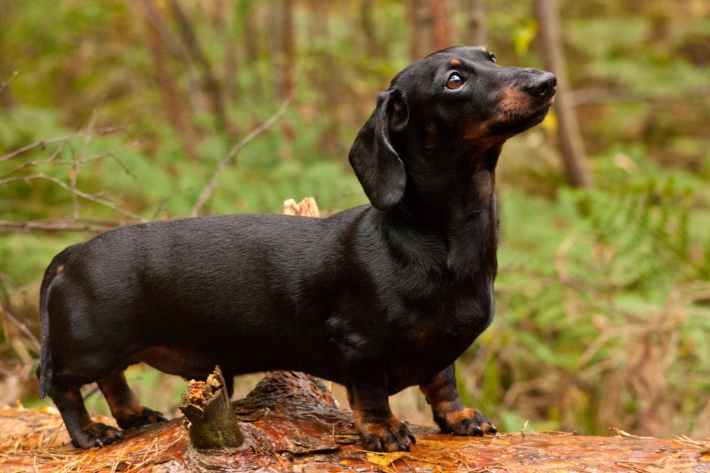 shiney black dachshund