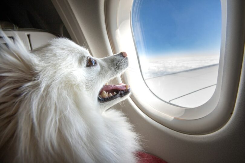 perro en un avion