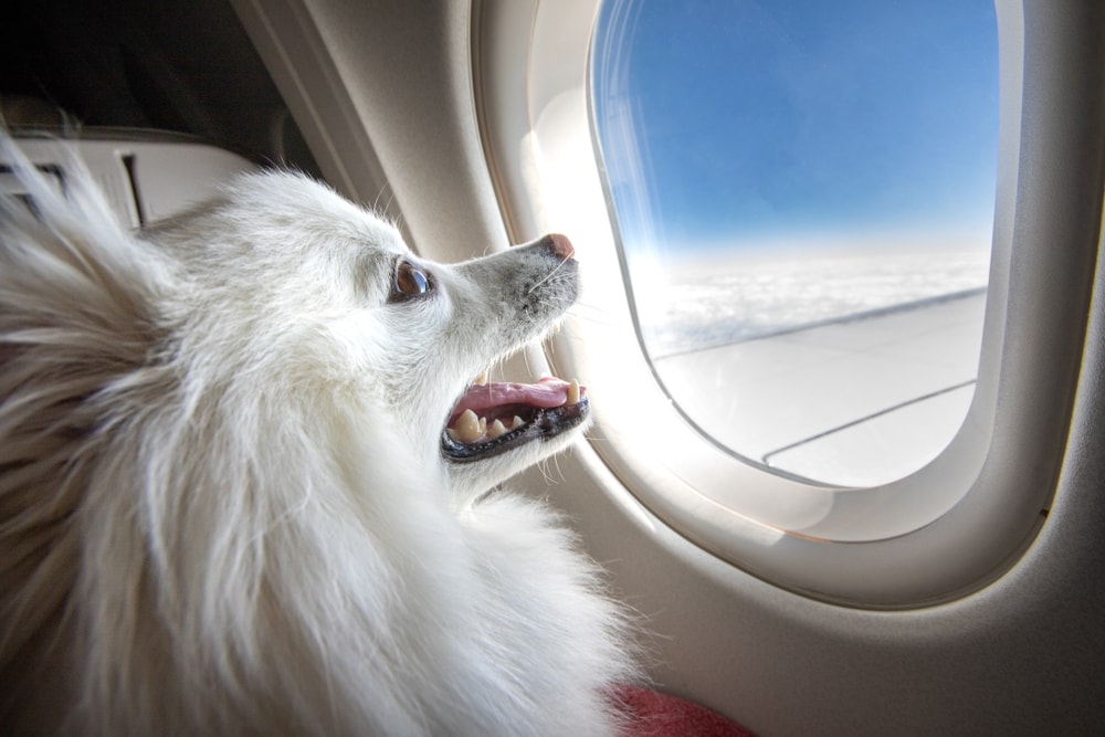 perro en un avión