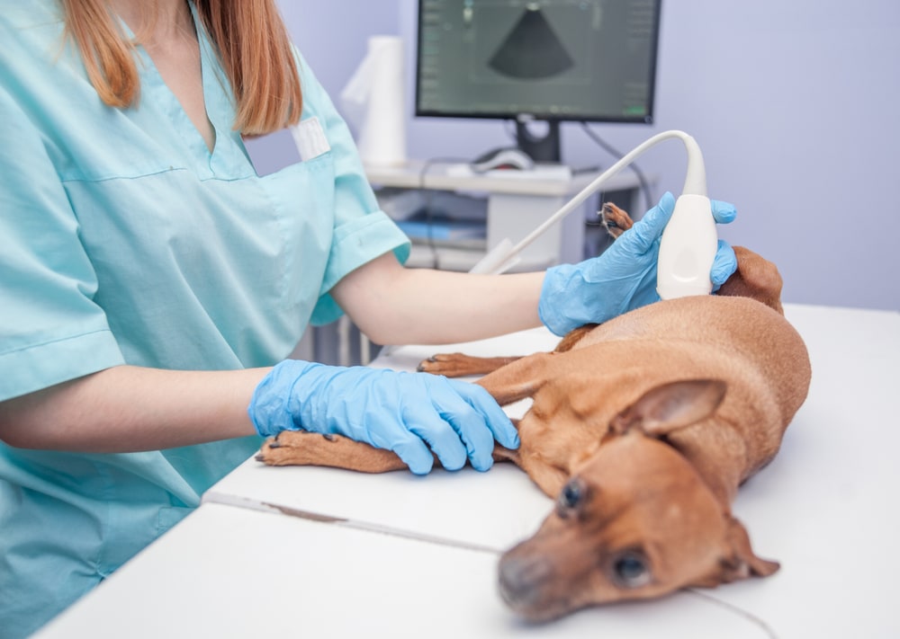 puppy having ultrasound