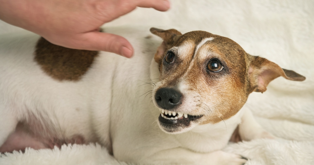 dog in pain aggressive