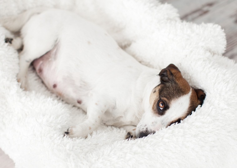 pregnant jack russell in bed