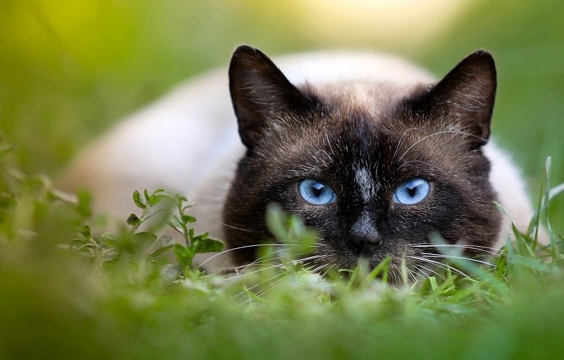 Are Siamese Cats Hypoallergenic? Pet Keen