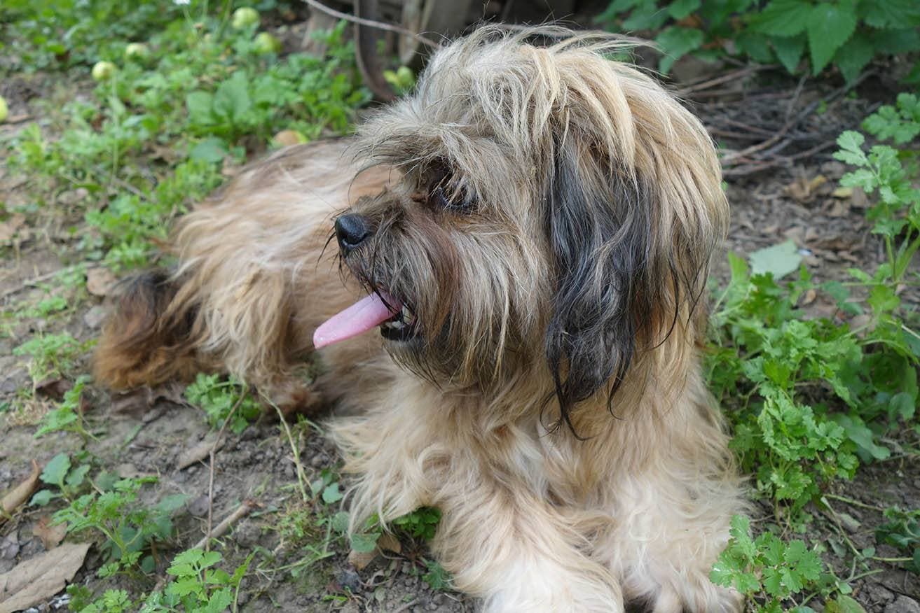 Silky Tzu (Silky Terriers & Shih Tzu Mix): Pictures, Guide, Info, Care &  More! | Pet Keen