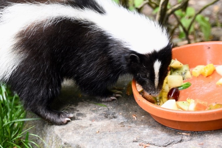 skunk eating