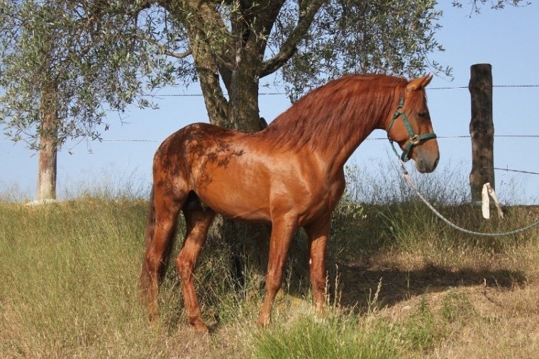 spanish stallion