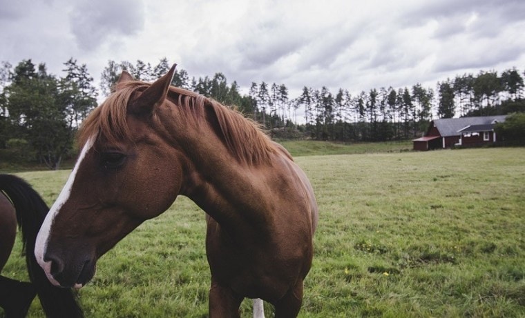 swedish horse-pixabay