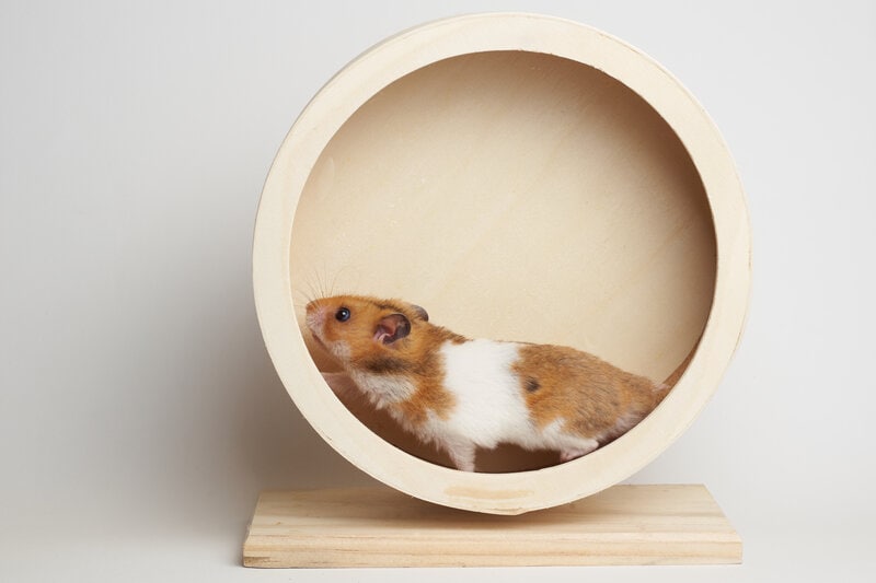 Syrian Hamster in a exercise wheel