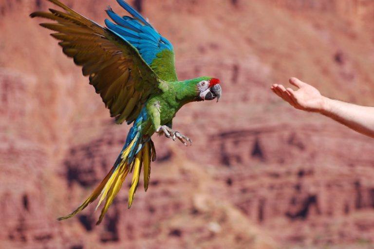 macaw vs antetype