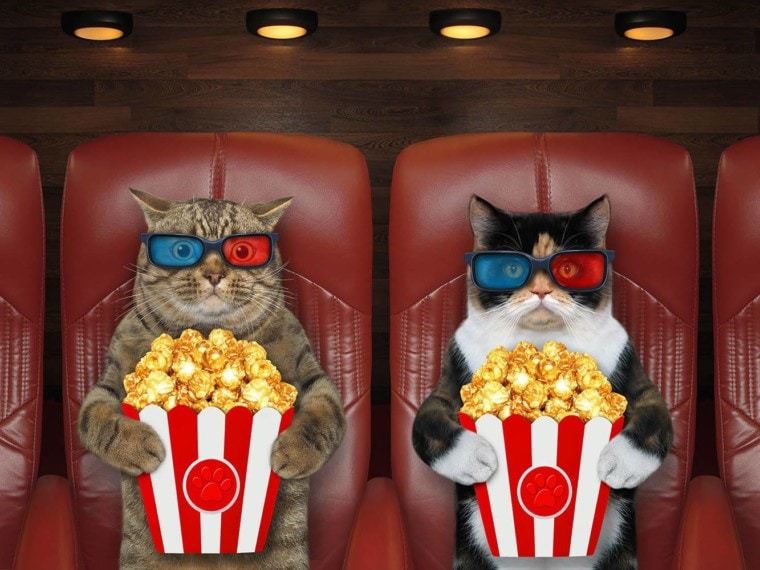 two cats with popcorns