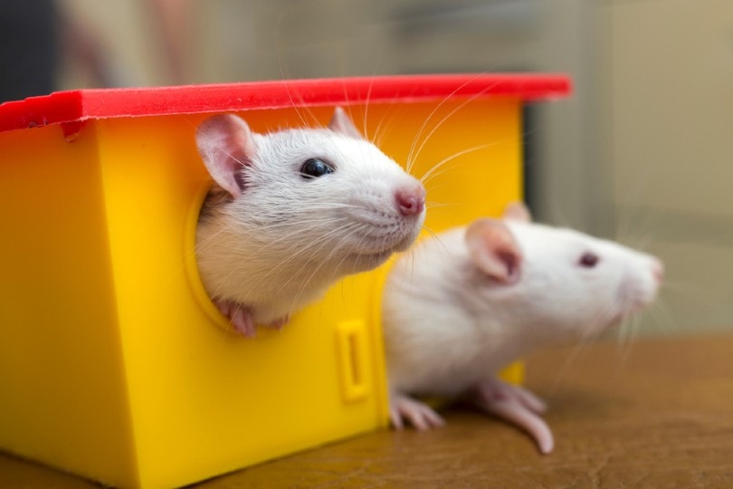 How Intelligent Are Rats? Here's What Science Has to Say