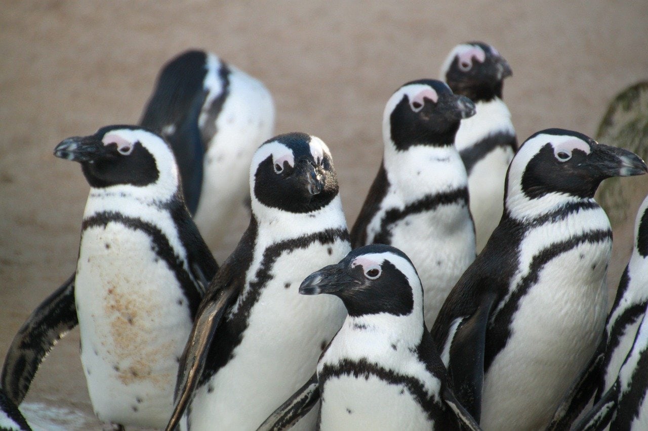 Can You Keep A Penguin As A Pet? Is It Legal Or Possible? | Pet Keen